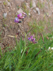 Lathyrus linifolius montanus