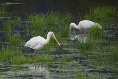 Platalea flavipes