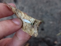 Misumenoides