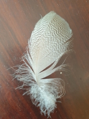 Alopochen aegyptiaca