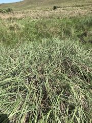 Kniphofia linearifolia