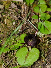 Corybas macranthus