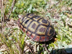 Homopus areolatus