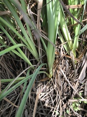 Kniphofia linearifolia
