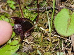 Corybas macranthus