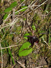 Corybas macranthus