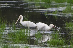 Platalea flavipes
