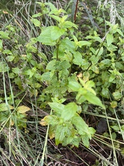 Mentha australis