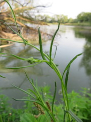 Jacobaea paludosa paludosa