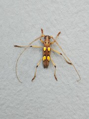 Eburodacrys sulfurifera