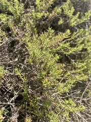 Tetragonia fruticosa