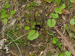 Corybas macranthus