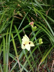Dietes bicolor