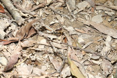 Cerceris formosana