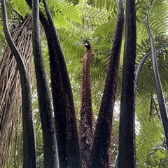 Cyathea medullaris