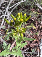 Senecio picridioides