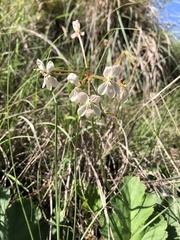 Pelargonium luridum
