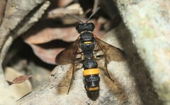 Cerceris formosana