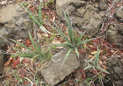 Sansevieria aethiopica