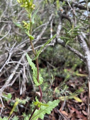 Senecio picridioides