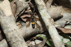 Cerceris formosana