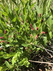 Acalypha villicaulis