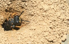 Cerceris formosana