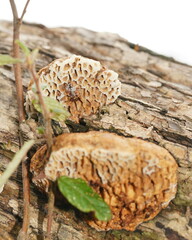 Hexagonia vesparia