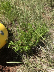 Acalypha villicaulis