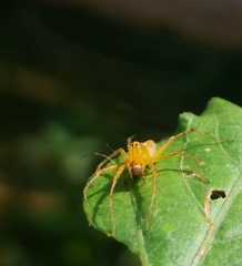 Oxyopes