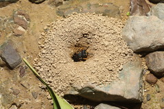 Cerceris formosana