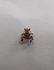 Portia labiata