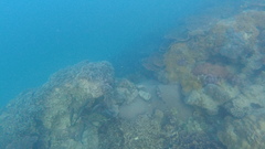 Epinephelidae