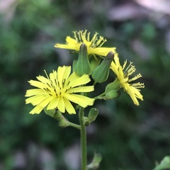 Youngia