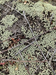 Muehlenbeckia ephedroides