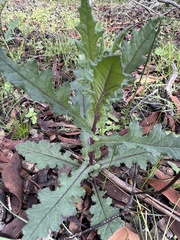 Senecio picridioides