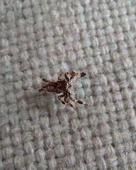 Portia labiata