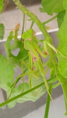 Rhombomantis tectiformis