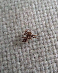 Portia labiata