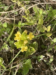 Alectra sessiliflora