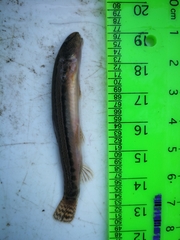 Cobitis strumicae