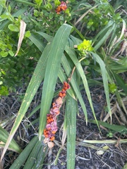 Chasmanthe aethiopica