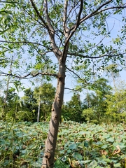 Avicennia marina