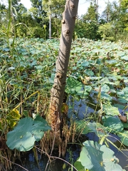 Avicennia marina