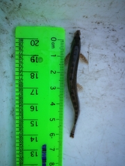 Cobitis strumicae