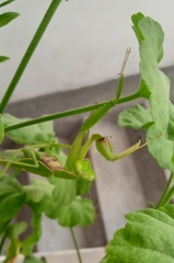 Rhombomantis tectiformis