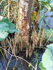 Avicennia marina