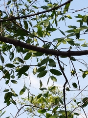 Avicennia marina
