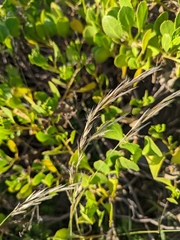 Rytidosperma caespitosum