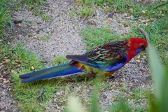 Platycercus elegans × eximius